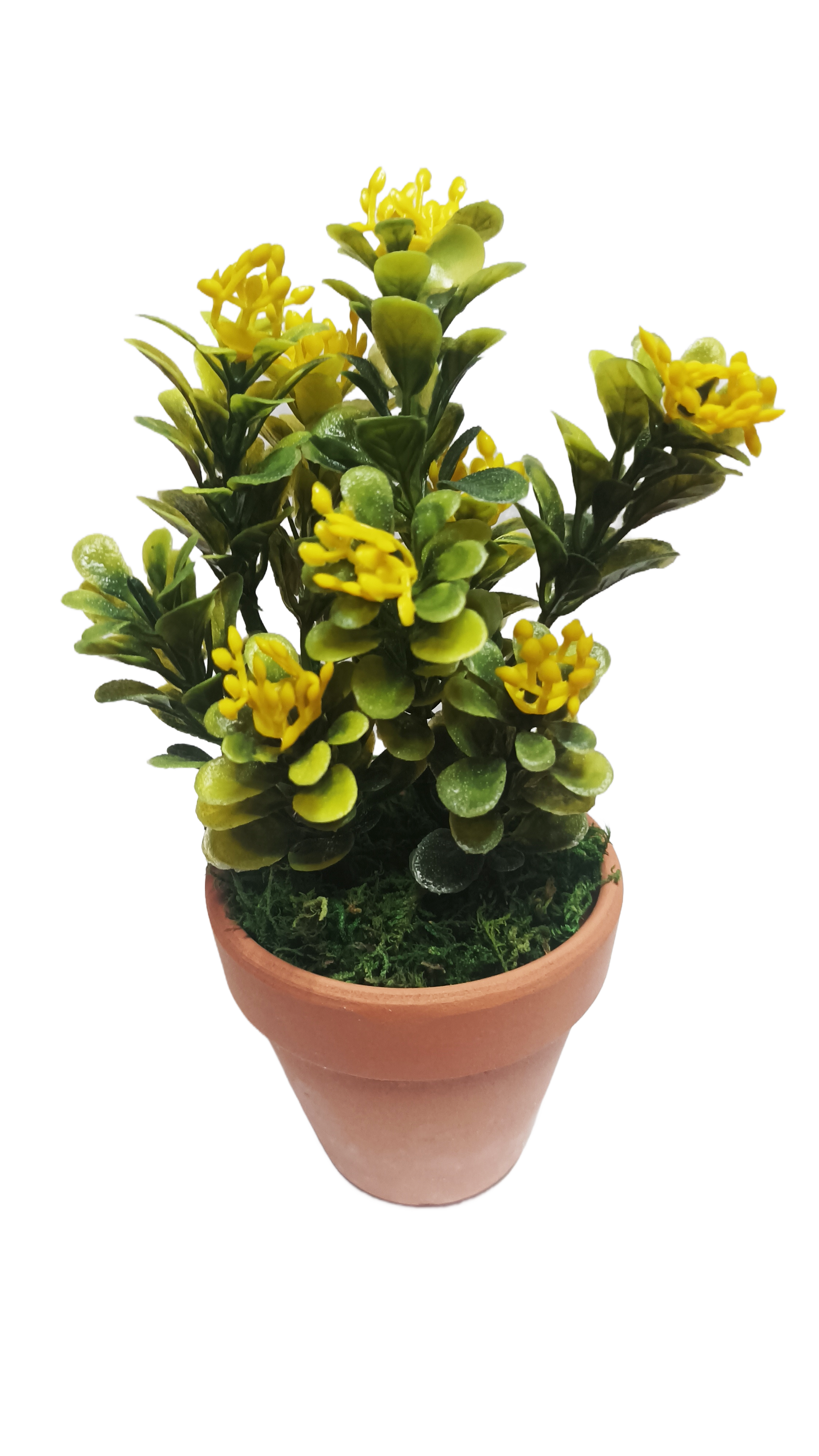 Декоративно зелено цвете в саксия